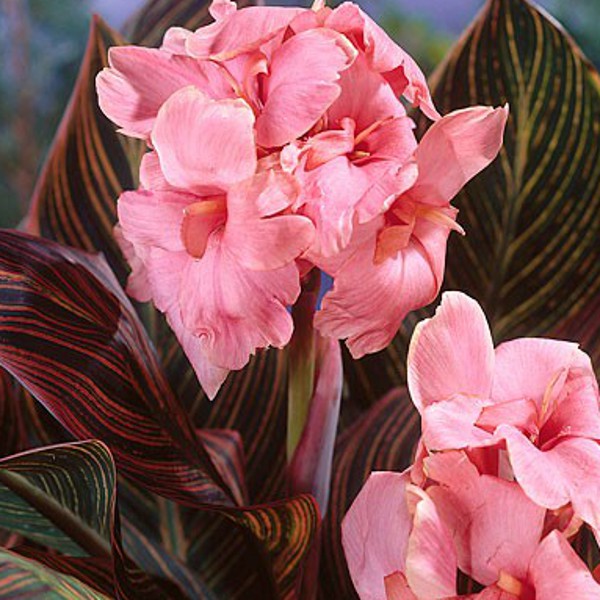 Tropical Pink Sunburst Canna