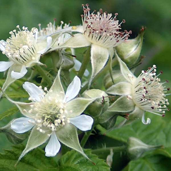 Raspberry Flower Essence