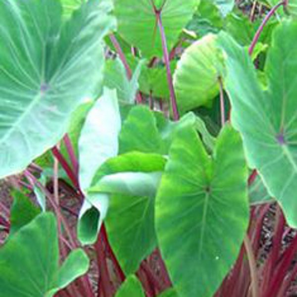 Tropical Red Stem Taro