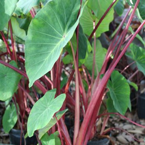 Tropical Rhubarb Taro