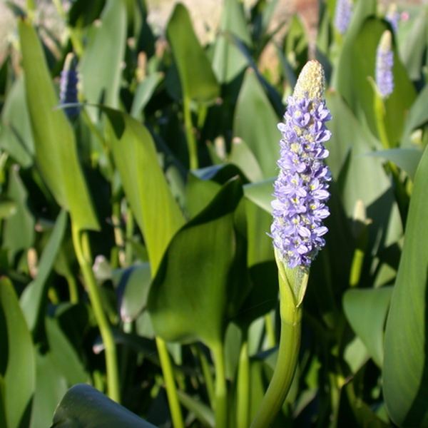 Tropical Royal Blue Pickerel Rush