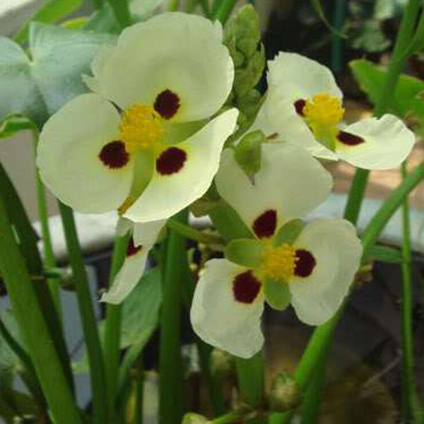 Tropical Ruby-Eyed Arrowhead