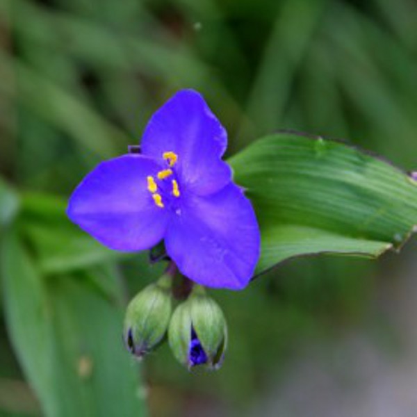 Hardy Spearwort