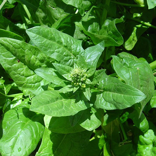 Spinach Flower Essence