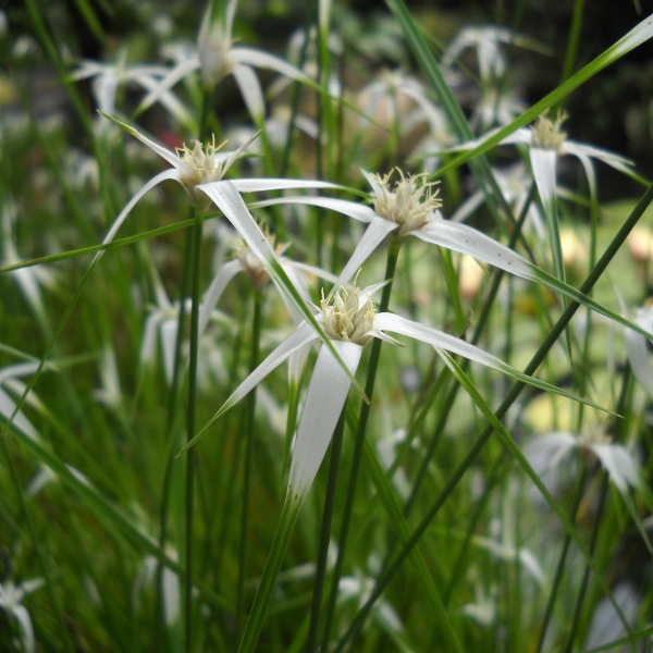 Tropical Stargrass