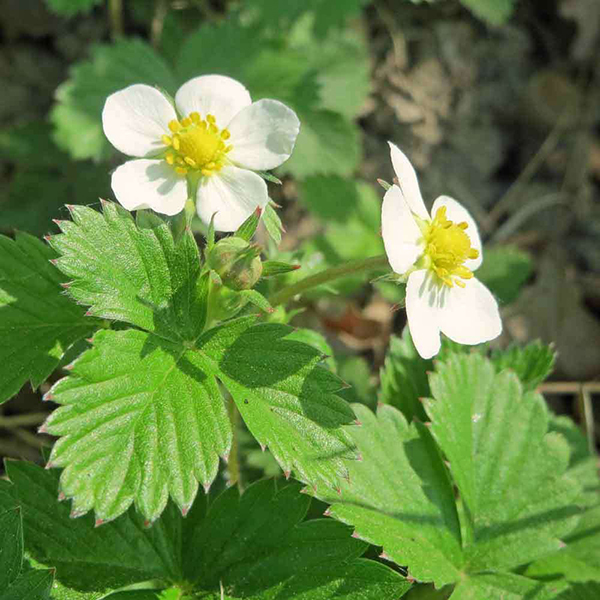 Strawberry Flower Essence