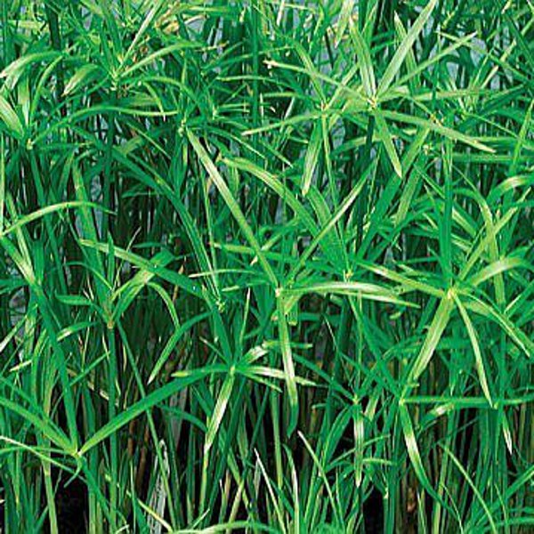 Tropical Umbrella Palm