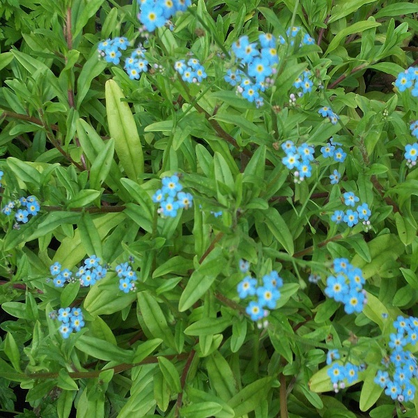 Hardy Water Forget-Me-Not