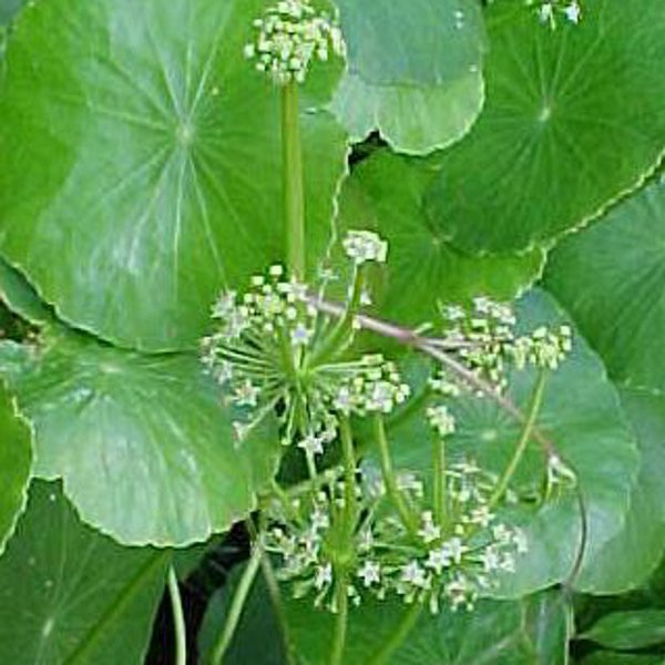 Tropical Water Pennywort