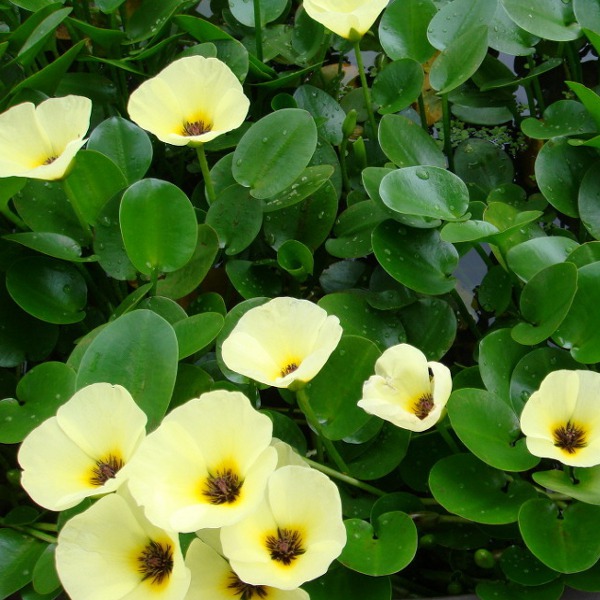 Tropical Water Poppy