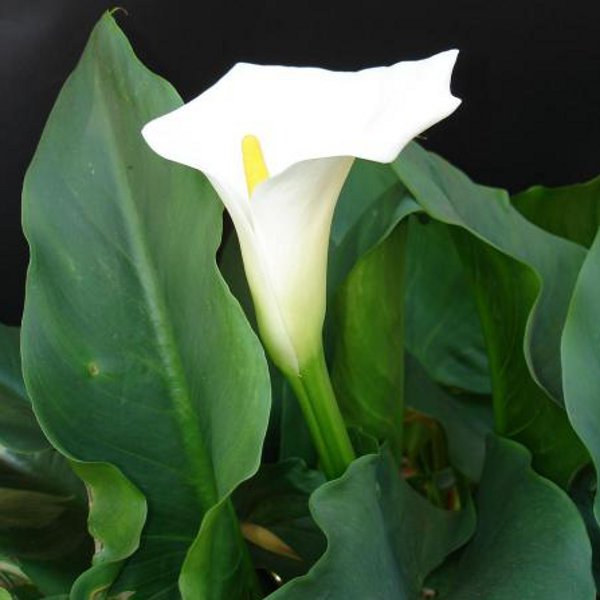 Tropical White Arum Lily