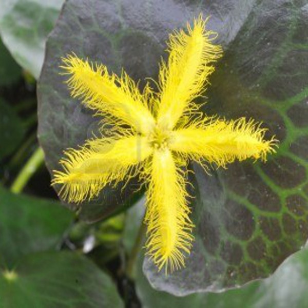 Tropical Yellow Snowflake