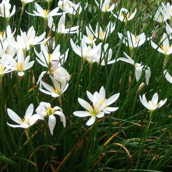 Tropical Zephyr Lily